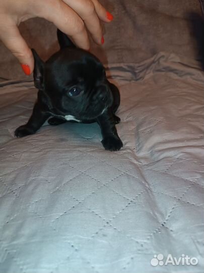 Французский бульдог