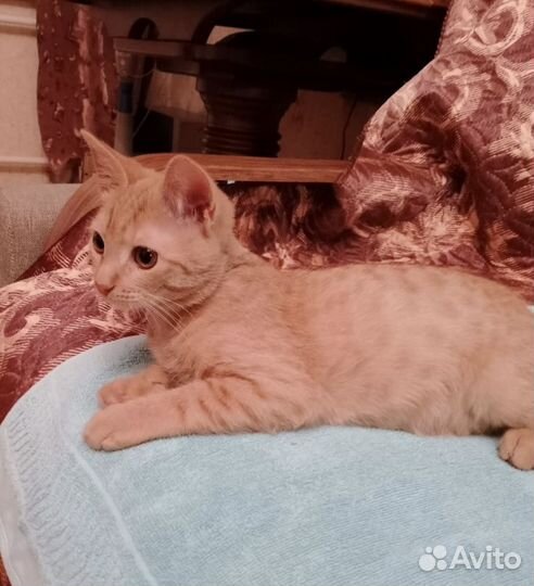 Кошки в добрые руки бесплатно