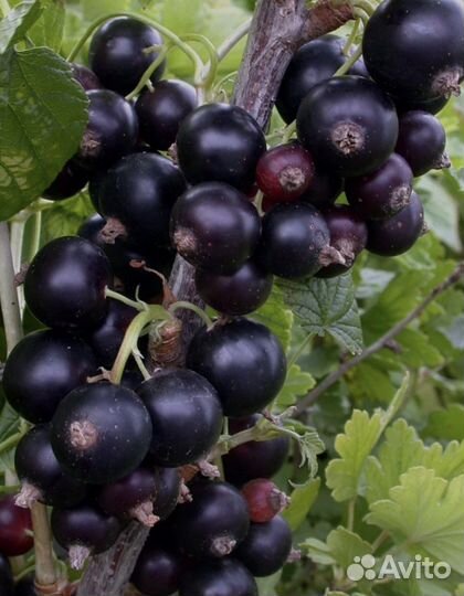 Саженцы черной смородины