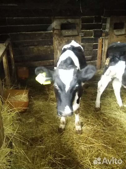 Бычки 4,5мес