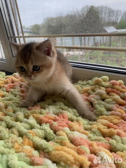 Кошечка золотого окраса
