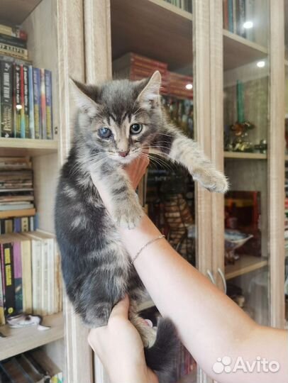 Кошки в добрые руки бесплатно