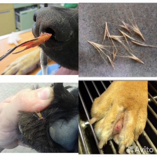 Ветеринарный врач. Ветеринарная клиника. Срочный в