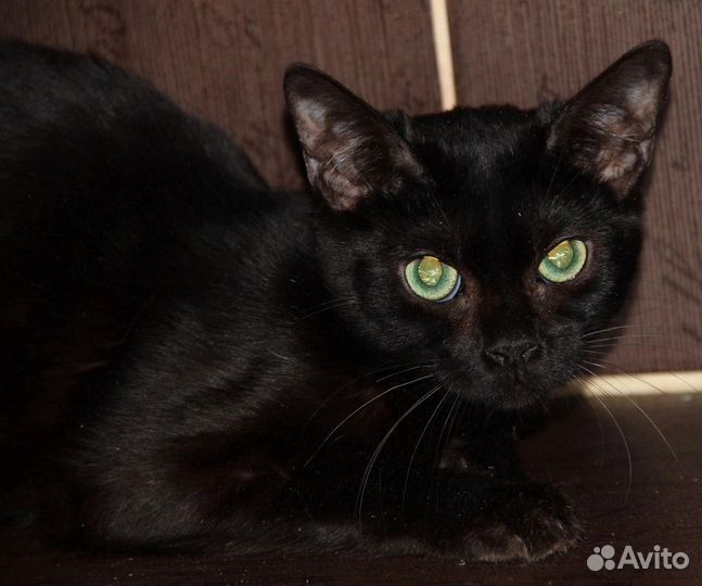 Бенгальские