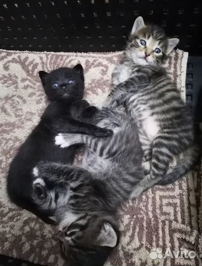 Котята в дар