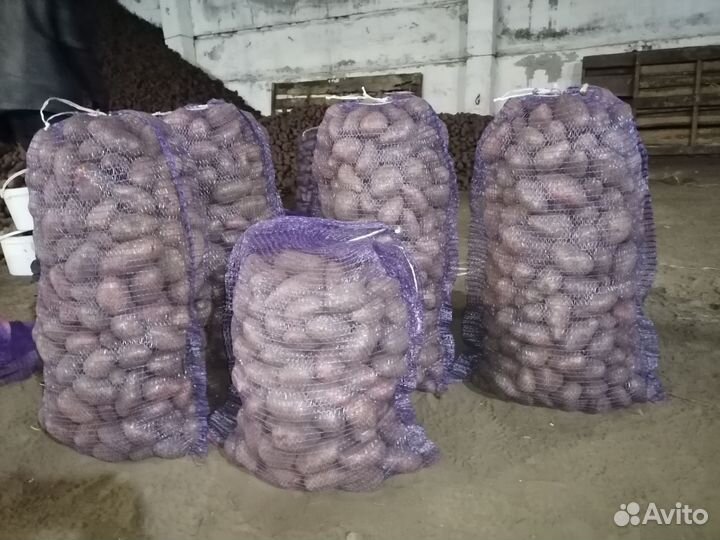Картофель