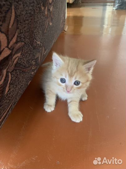 Котята в добрые руки бесплатно