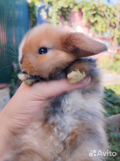 Декоративные карликовые кролики породы Минилоп