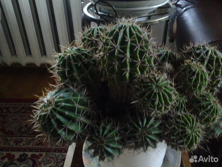 Кактус.Фикус.Хатиора