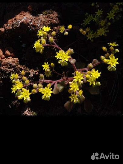 Сансевиерия, аихризон, дримиопсис