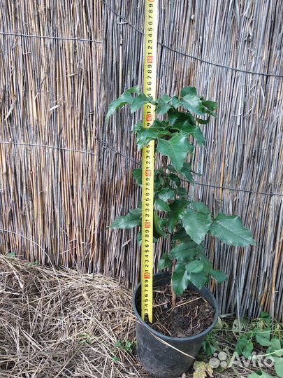 Магония падуболистная