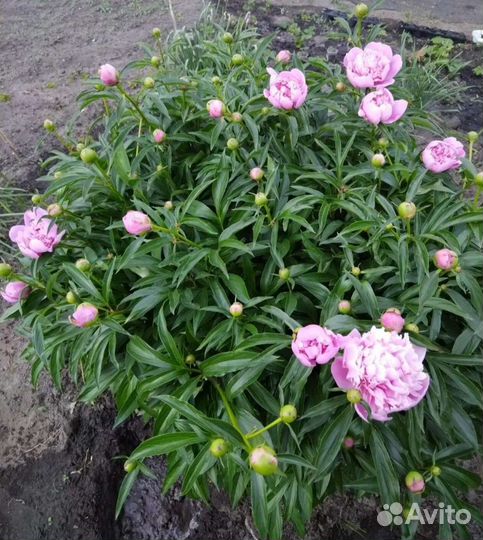 Пион ранний сорт Клемансо