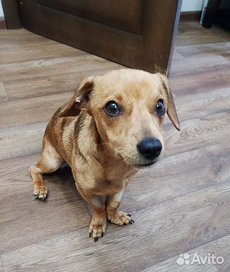 Щенок маленькой собаки в добрые руки девочка