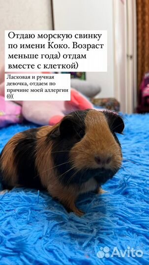 Морская свинка с клеткой
