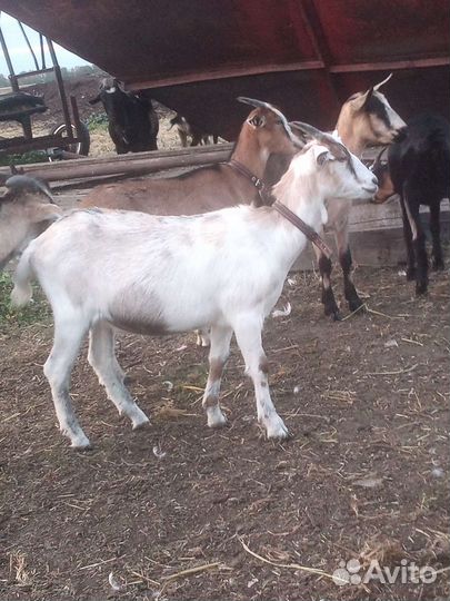 Продам коз разных пород