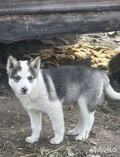 Щенки сибирской хаски/лайки помесные