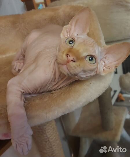 Канадский сфинкс котенок мальчик