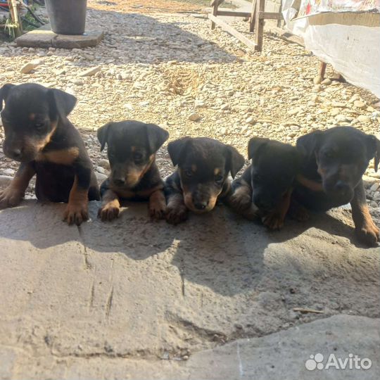 Щенки ягдтерьера