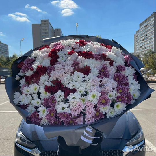 Куст. хризантема с беспл. доставкой