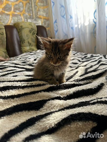 Котенок ищет дом