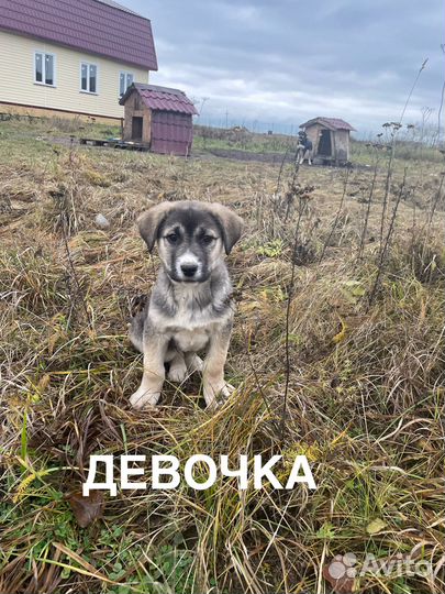 Щенки бесплатно помесь алабая Лен.область