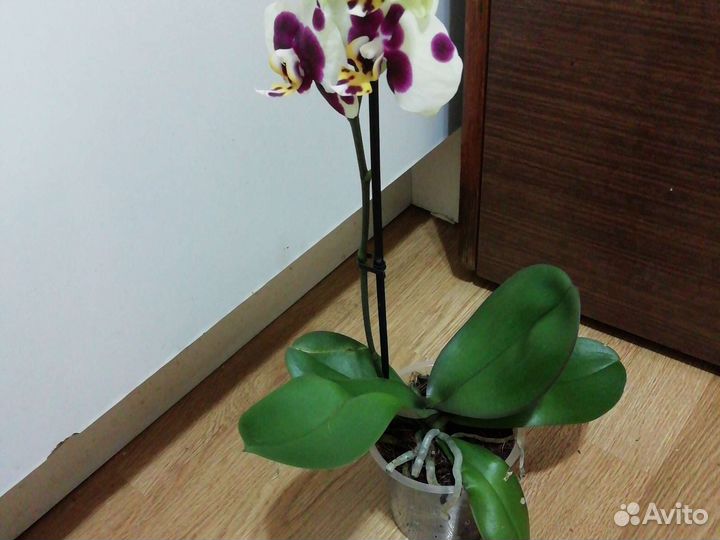 Орхидея