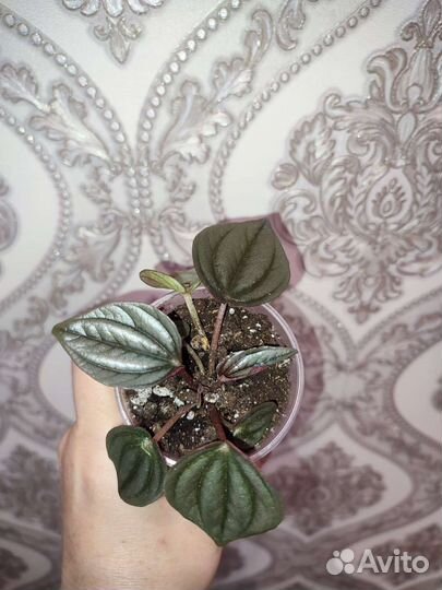 Пеперомия серебристая, аглаонема