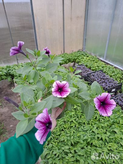 Рассада петунии