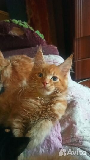 Кошки