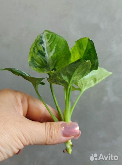 Сингониум Scrambled eggs