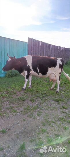Корова молочная