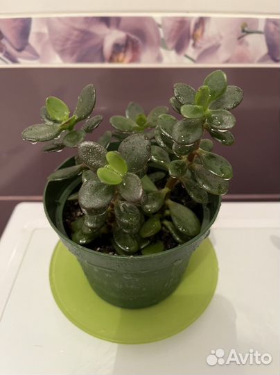 Толстянка (денежное дерево)