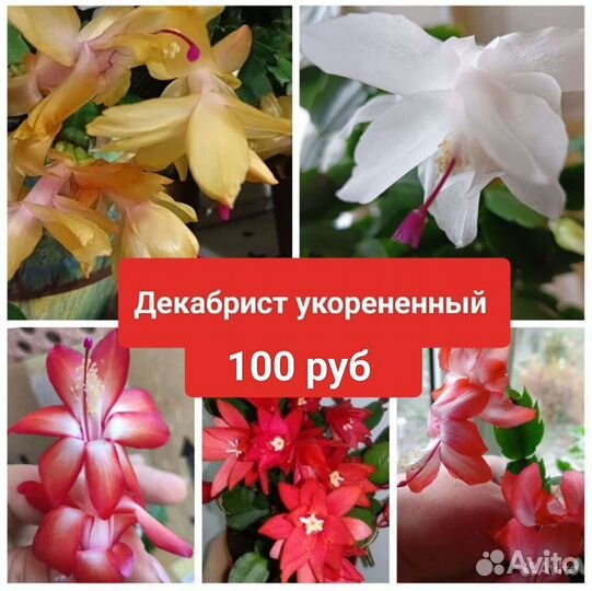 Декабрист/Рипсалидопсис