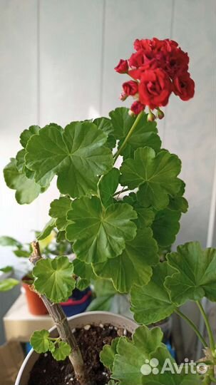 Комнатные растения цветы