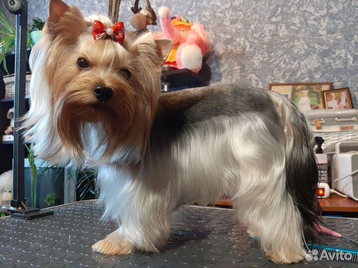 Груминг для собак