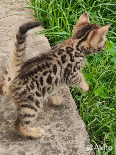 Бенгальская