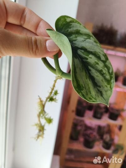 Сциндапсус Silver Cloud