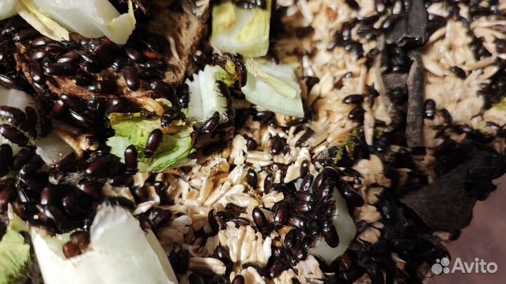 Жук знахарь, личинки жука знахаря