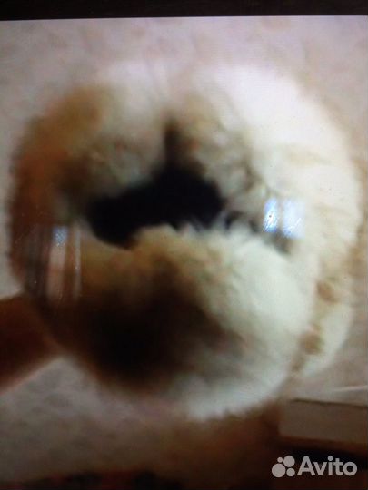 Шапки песец