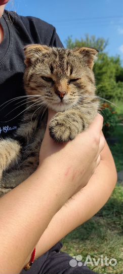 Отдам котенка в добрые руки мальчик вислоухий