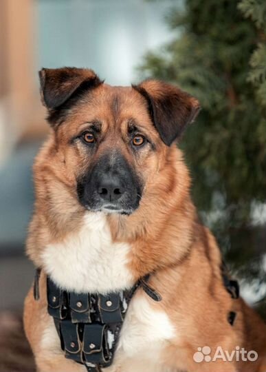 Собака в добрые руки