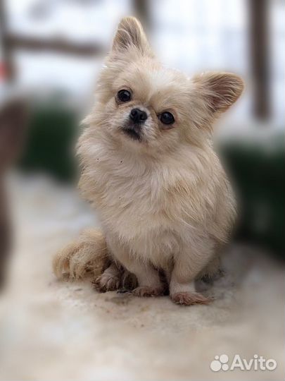 Длинношерстный кремовый мальчик чихуахуа