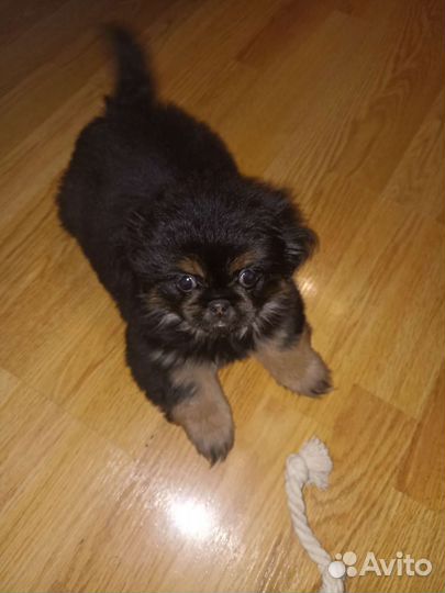 Пекинес 4 мес,девочка,вет.паспорт