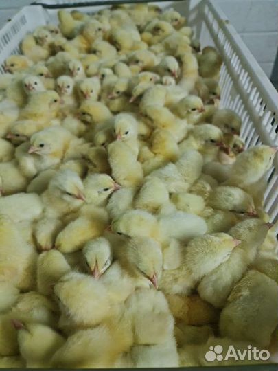 Цыплята бройлеры