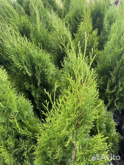 Туя Смарагд