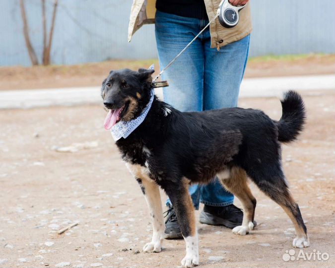 Собака в добрые руки