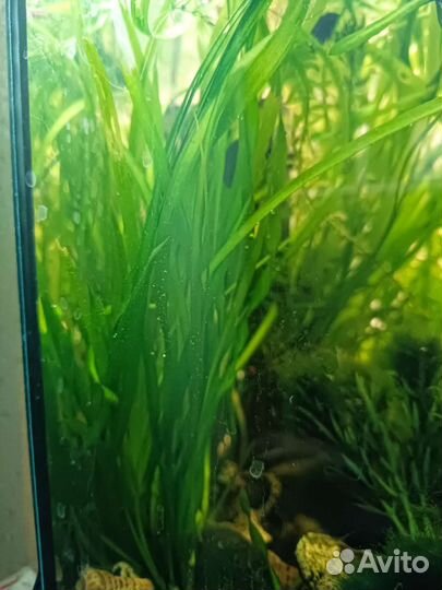 Растение в аквариумное