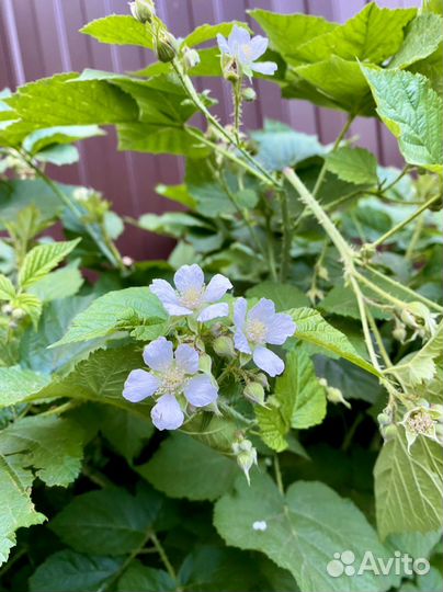 Рассада и др