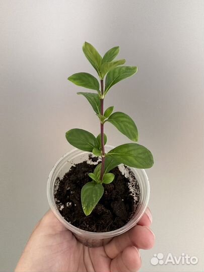 Серисса махровая Pleno и Фудзи