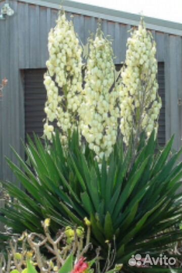 Юкка садовая